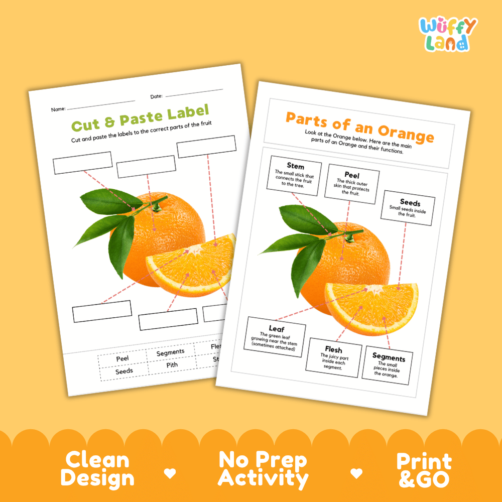 Clean science reference poster displaying a labeled realistic orange showing citrus fruit parts and functions from stem and peel to flesh, seeds, and segments
