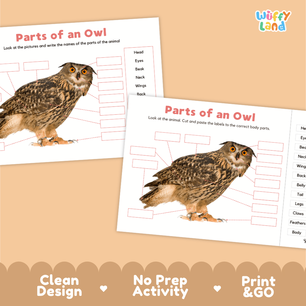 Clean science reference poster displaying a labeled realistic horned owl showing external body parts from large eyes to sharp claws