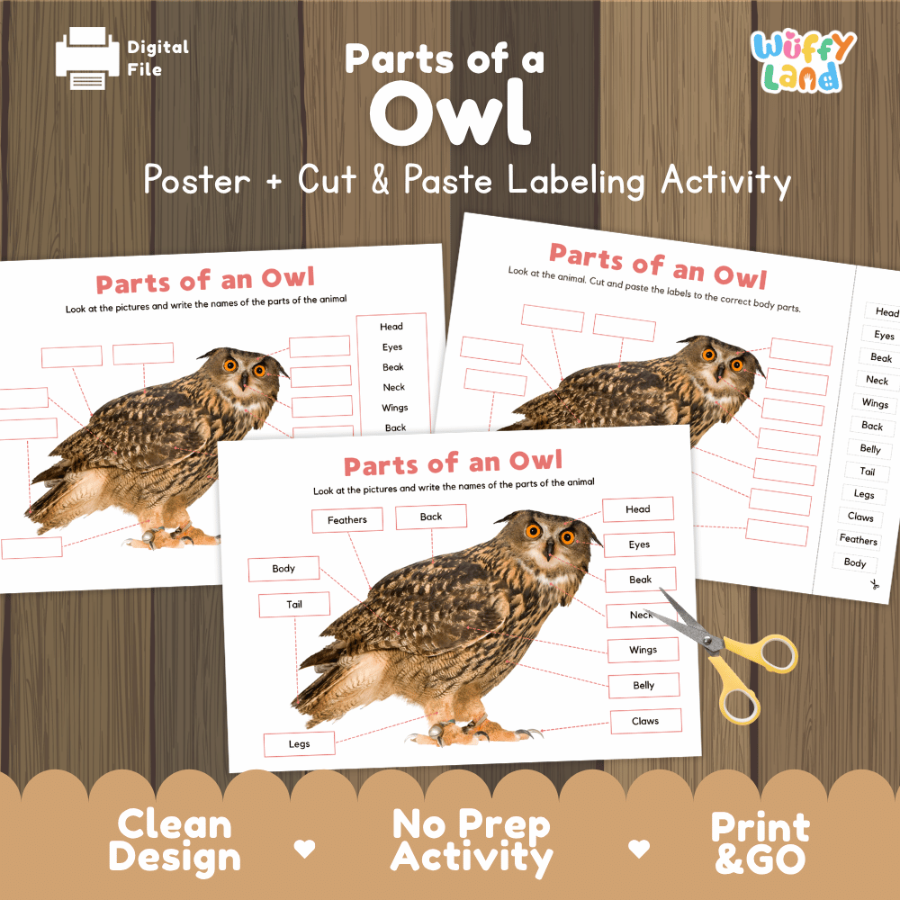Parts of an Owl poster and cut and paste labeling activity printable pack showing labeled reference chart and differentiated worksheets for elementary science