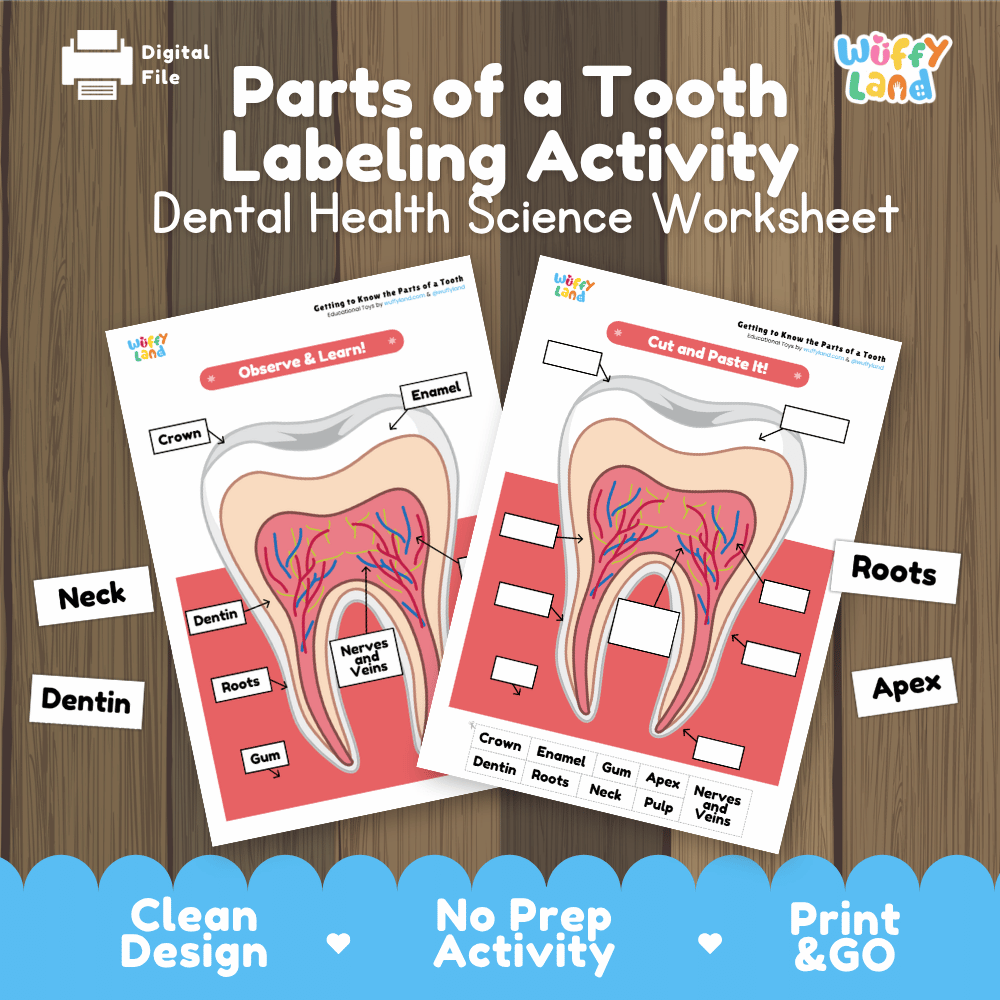 Parts of a Tooth Labeling Activity Dental Health Science Worksheet
