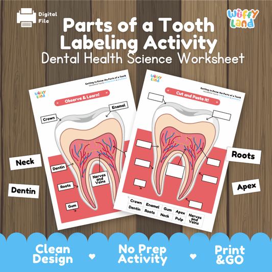 Parts of a Tooth Labeling Activity Dental Health Science Worksheet