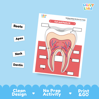 Parts of a Tooth Labeling Activity Dental Health Science Worksheet
