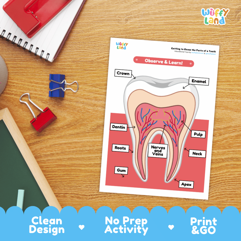 Parts of a Tooth Labeling Activity Dental Health Science Worksheet