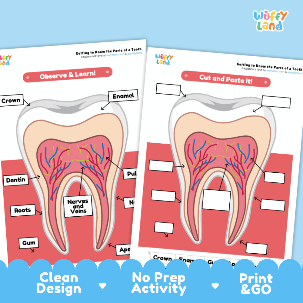Parts of a Tooth Labeling Activity Dental Health Science Worksheet
