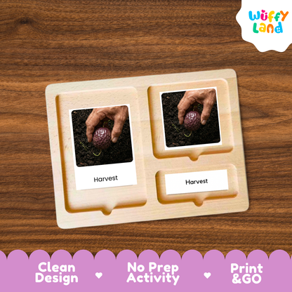 A wooden Montessori-style activity board with three compartments, shown on a brown wood-grain background. Two compartments contain printed photos of hands harvesting a purple eggplant, with labels reading 'Harvest'.