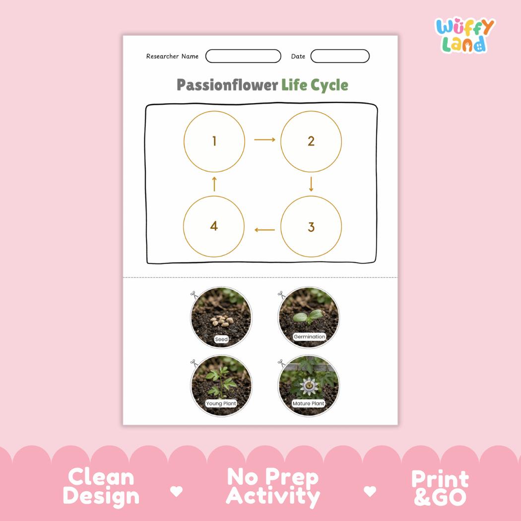 Passionflower Life Cycle Poster and Cut and Paste Worksheet Activity