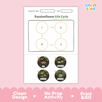 Passionflower Life Cycle Poster and Cut and Paste Worksheet Activity