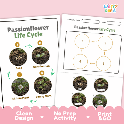 Passionflower Life Cycle Poster and Cut and Paste Worksheet Activity