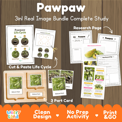 Pawpaw tree 3in1 real image bundle complete study printable featuring life cycle cut and paste worksheets, Montessori 3-part cards, and research pages