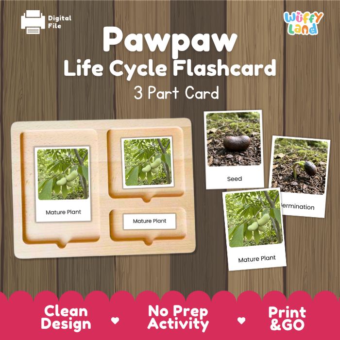 Pawpaw Life Cycle Flashcards | 3 Part Cards Montessori Science Activity