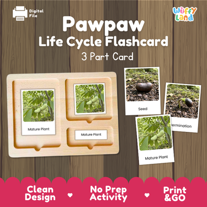Pawpaw Life Cycle Flashcards | 3 Part Cards Montessori Science Activity
