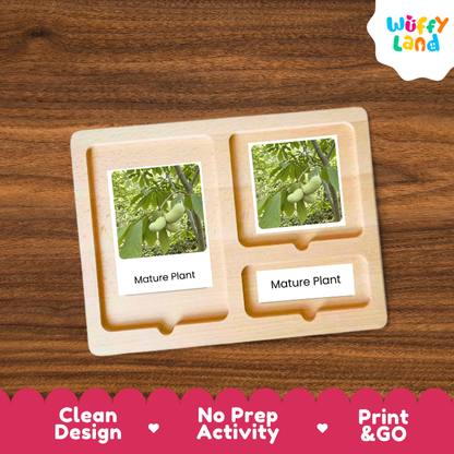 Pawpaw Life Cycle Flashcards | 3 Part Cards Montessori Science Activity