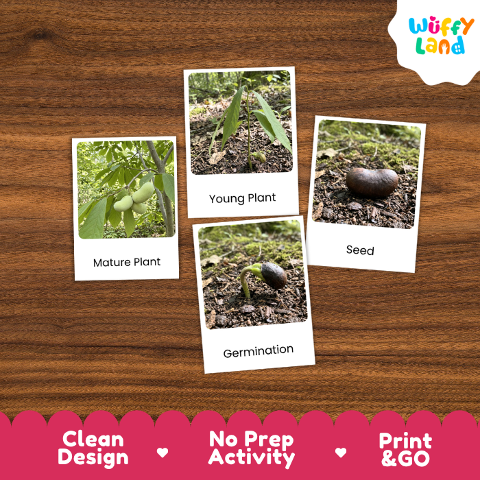 Pawpaw Life Cycle Flashcards | 3 Part Cards Montessori Science Activity