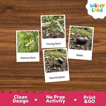 Pawpaw Life Cycle Flashcards | 3 Part Cards Montessori Science Activity