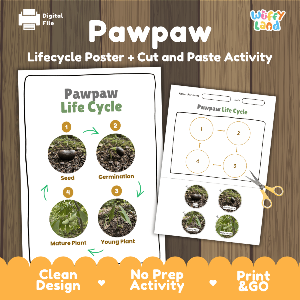 Pawpaw Life Cycle Poster and Cut and Paste Worksheet Activity