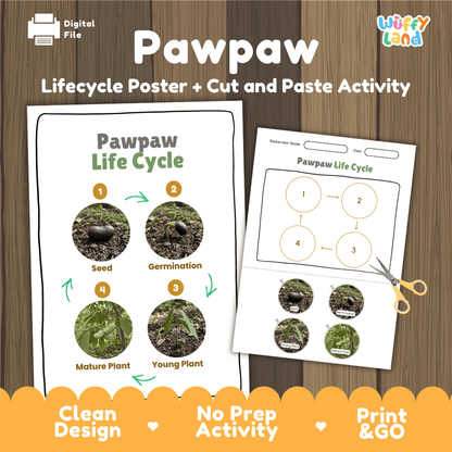 Pawpaw Life Cycle Poster and Cut and Paste Worksheet Activity