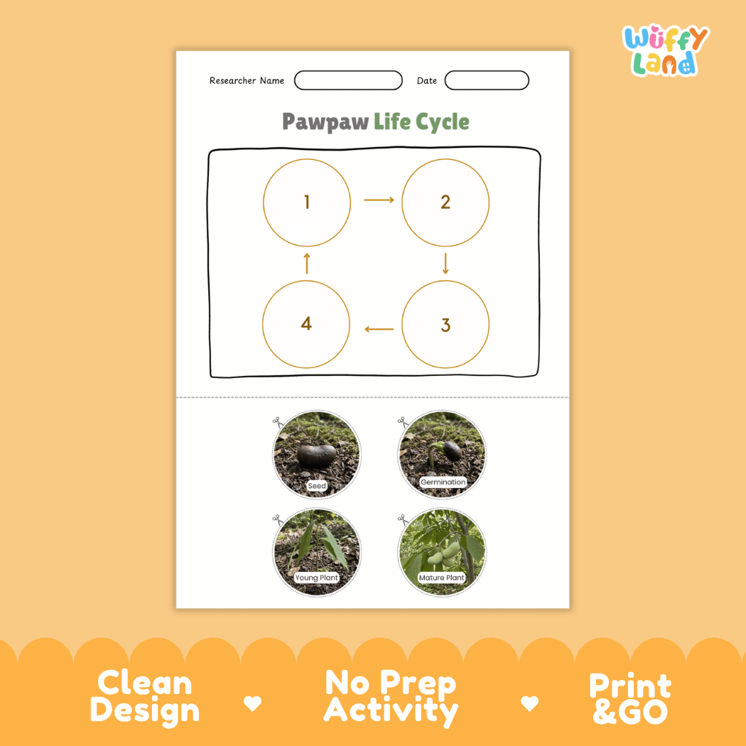 Pawpaw Life Cycle Poster and Cut and Paste Worksheet Activity