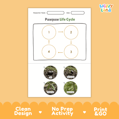 Pawpaw Life Cycle Poster and Cut and Paste Worksheet Activity