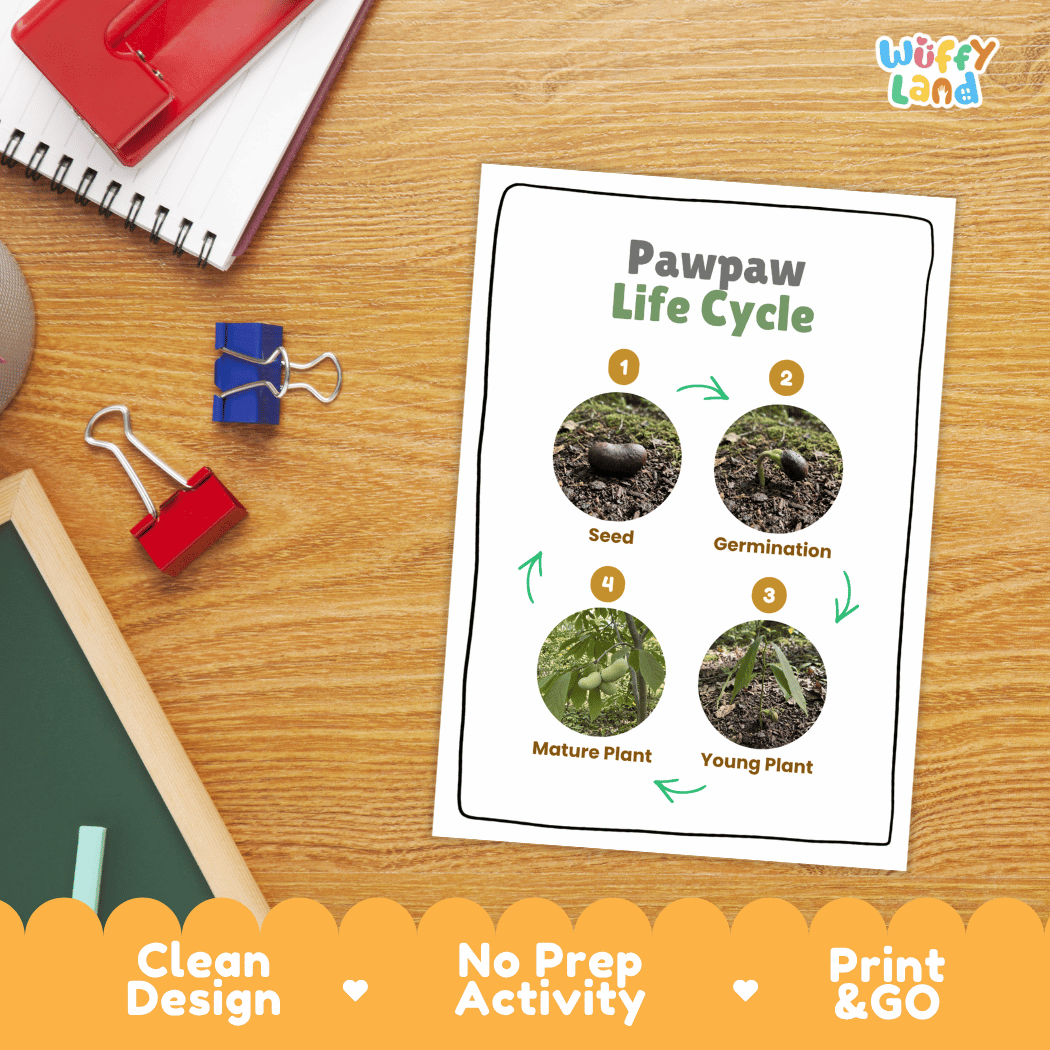 Pawpaw Life Cycle Poster and Cut and Paste Worksheet Activity
