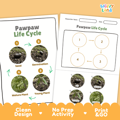 Pawpaw Life Cycle Poster and Cut and Paste Worksheet Activity
