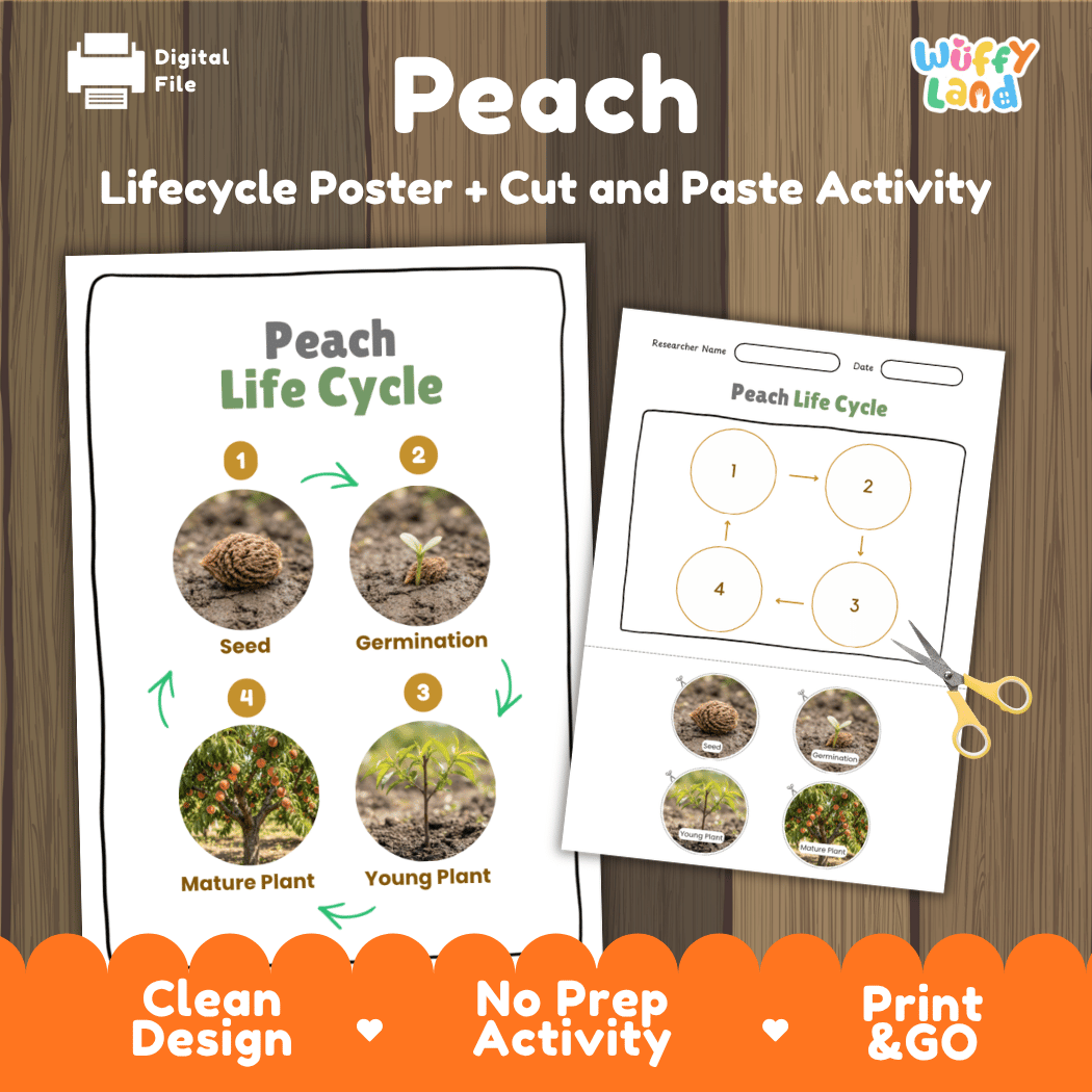 Peach tree plant life cycle educational poster and cut and paste printable sequencing activity featuring real photos for elementary science
