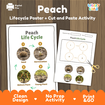 Peach tree plant life cycle educational poster and cut and paste printable sequencing activity featuring real photos for elementary science
