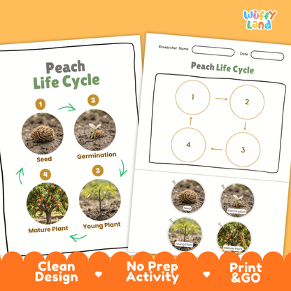 Print and go digital PDF plant science activity featuring clean design layout, researcher name line, and zero prep classroom format