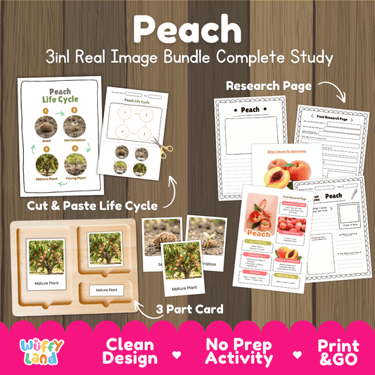 Peach tree life cycle 3in1 real image bundle complete study overview featuring cut and paste worksheets, Montessori 3-part cards, and research pages from Wuffy Land 🍑🌱