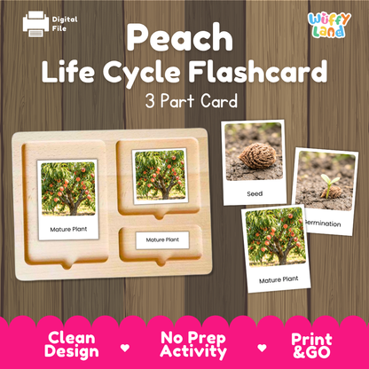 Peach Life Cycle Flashcard 3 Part Card Montessori Printable Activity