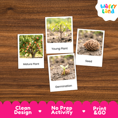 Peach Life Cycle Flashcard 3 Part Card Montessori Printable Activity