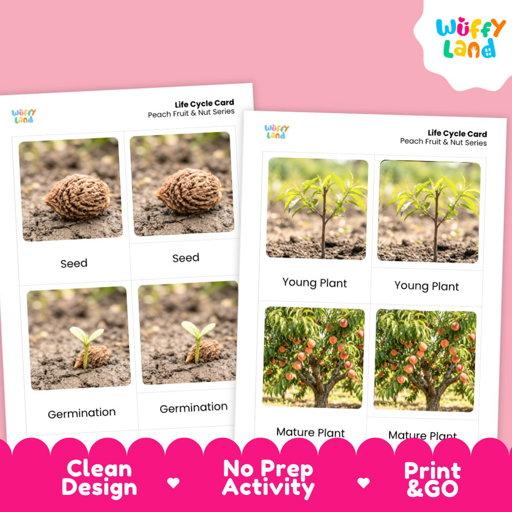 Peach Life Cycle Flashcard 3 Part Card Montessori Printable Activity