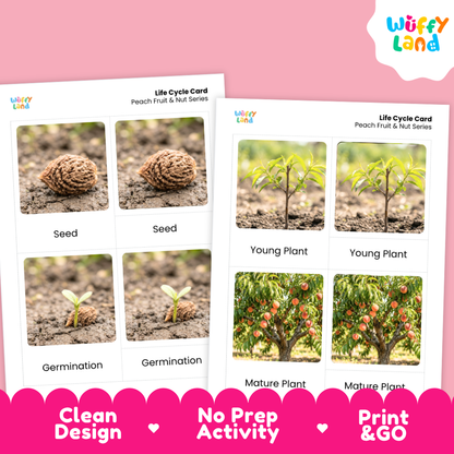 Peach Life Cycle Flashcard 3 Part Card Montessori Printable Activity