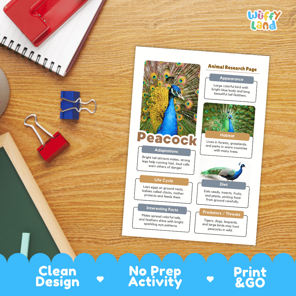 Peacock Animal Research Page Worksheets and Fact Sheet