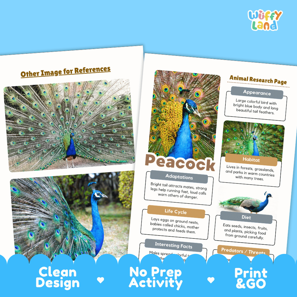 Peacock Animal Research Page Worksheets and Fact Sheet