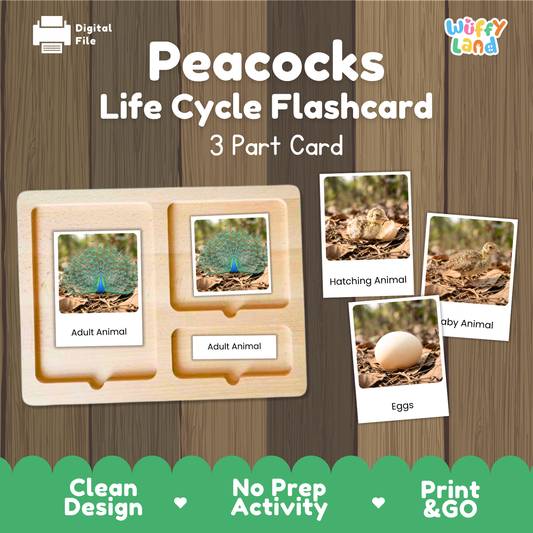 Peacocks Life Cycle Flashcard set by Wiffy Land, featuring a wooden 3-part card tray with labeled sections for Adult Animal, Hatching Animal, and Eggs, shown alongside sample flashcards on a wood-textured background.