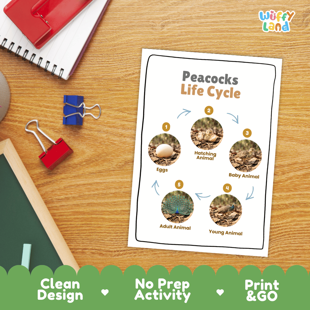 Peacocks Life Cycle Poster and Cut and Paste Worksheet Activity