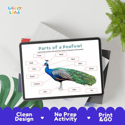 Hands-on peafowl anatomy cut and paste worksheet with printable word tags, callout pointer lines, and scissors graphic