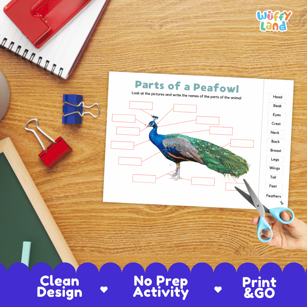 Differentiated peafowl body parts labeling worksheets featuring fill-in write-in boxes and vocabulary word bank