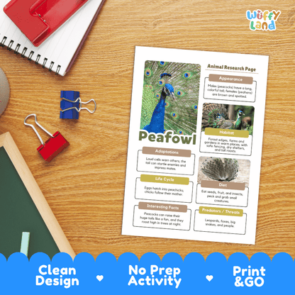 An educational animal research page about a peafowl laid out on a wooden desk with school supplies. The printed sheet features a peacock photo and labeled sections for adaptations, habitat, life cycle, diet, and predators.