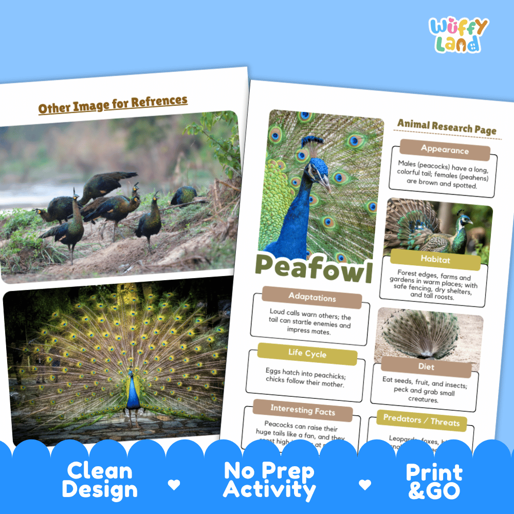 An educational activity sheet about peafowl displayed on a blue background. The sheet includes printed text sections such as Appearance, Habitat, Adaptations, Life Cycle, Diet, Interesting Facts, and Predators/Threats, alongside photos of peacocks and a large peacock tail display.
