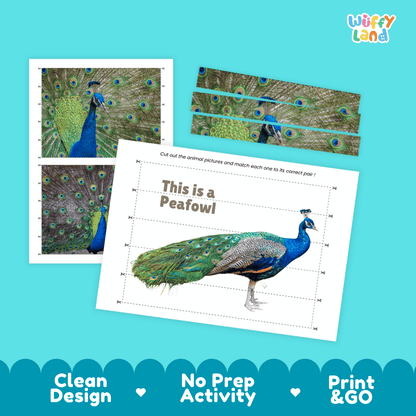 Peafowl Cut and Match Activity Worksheets | Bird Puzzle Printables