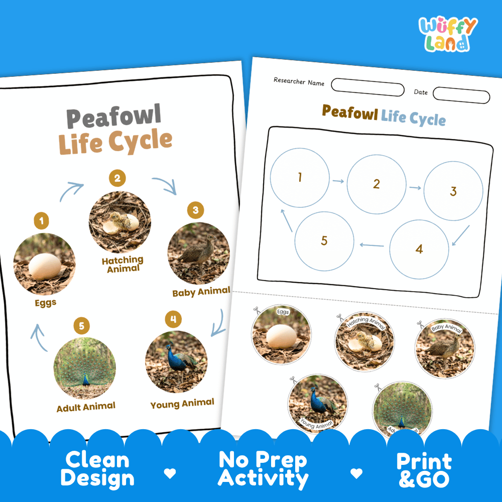 Peafowl Life Cycle Poster and Cut and Paste Worksheet Activity