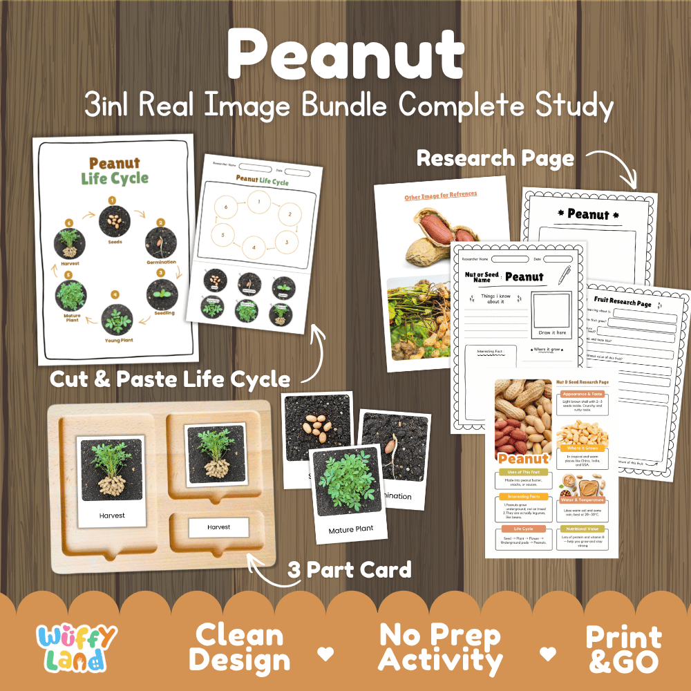 Complete Peanut 3-in-1 real image study bundle featuring cut and paste worksheets, Montessori 3-part cards, and research pages 🥜🌱