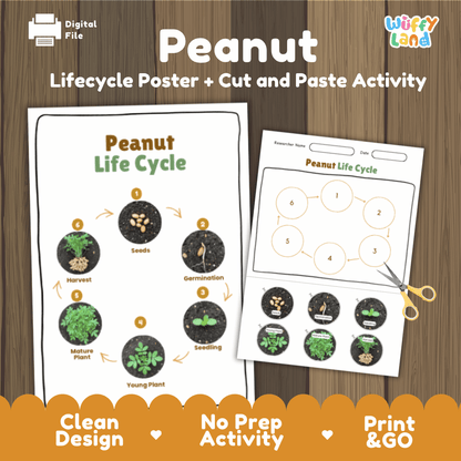 Peanut Life Cycle Poster and Cut and Paste Activity Plant Science Printable