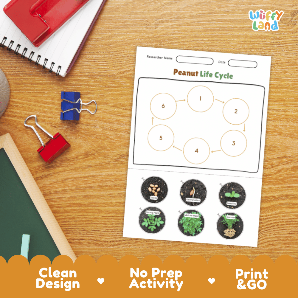 Peanut Life Cycle Poster and Cut and Paste Activity Plant Science Printable