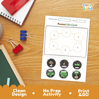 Peanut Life Cycle Poster and Cut and Paste Activity Plant Science Printable