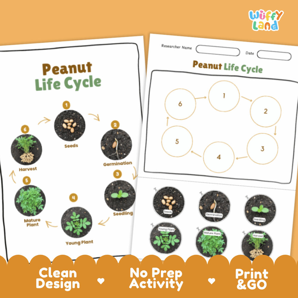 Peanut Life Cycle Poster and Cut and Paste Activity Plant Science Printable