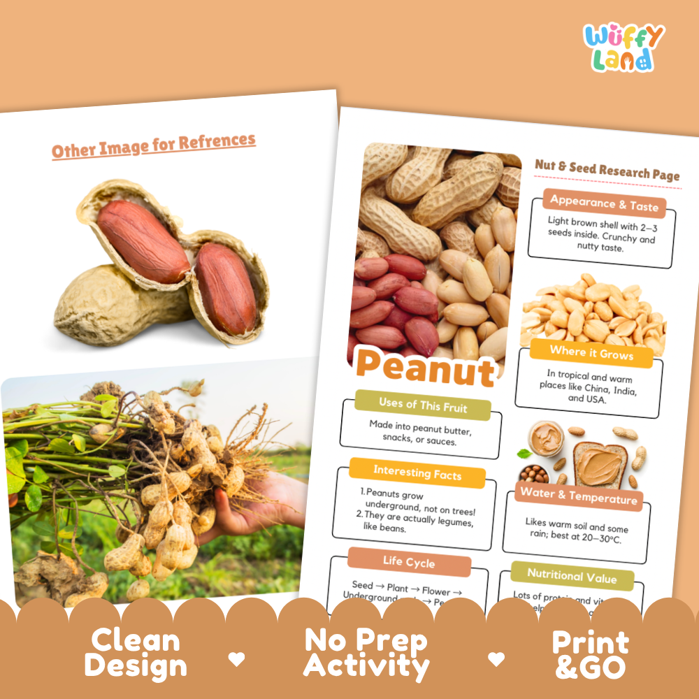 Two printed educational poster sheets about peanuts displayed on a peach-colored background. The left sheet shows an empty peanut shell and peanuts in the ground, while the right sheet is a labeled 'Nut & Seed Research Page' with photos of peanuts, shells, and labels about appearance, taste, where it grows, uses, facts, life cycle, water/temperature, and nutritional value.