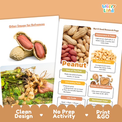 Two printed educational poster sheets about peanuts displayed on a peach-colored background. The left sheet shows an empty peanut shell and peanuts in the ground, while the right sheet is a labeled 'Nut & Seed Research Page' with photos of peanuts, shells, and labels about appearance, taste, where it grows, uses, facts, life cycle, water/temperature, and nutritional value.