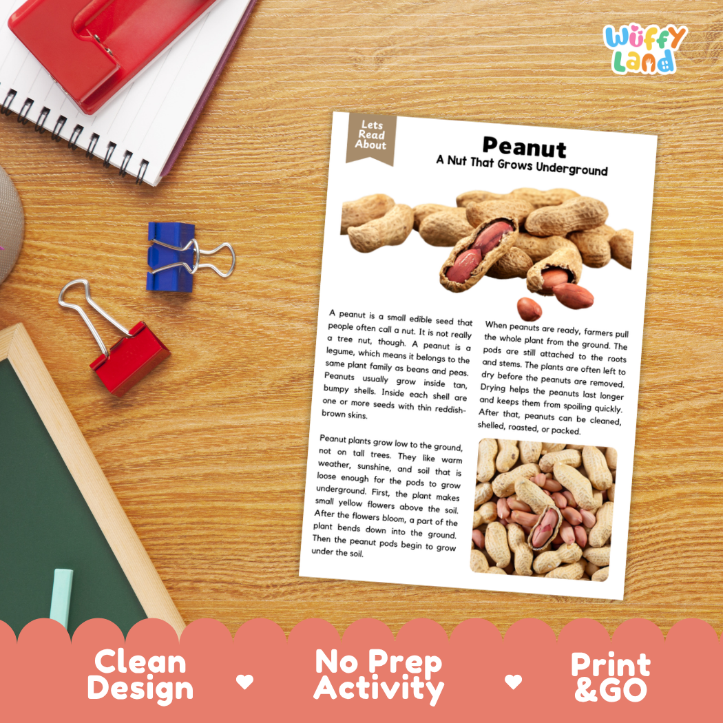 An educational activity sheet titled 'Peanut: A Nut That Grows Underground' from the brand 'Wiffly Land', displayed on a wooden desk with a red spiral notebook, blue binder clips, and a red pencil. The sheet features text, a small diagram, and a photo of peanuts.